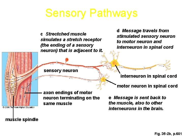 Sensory Pathways c Strectched muscle simulates a stretch receptor (the ending of a sensory