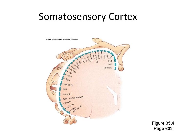 Somatosensory Cortex Figure 35. 4 Page 602 