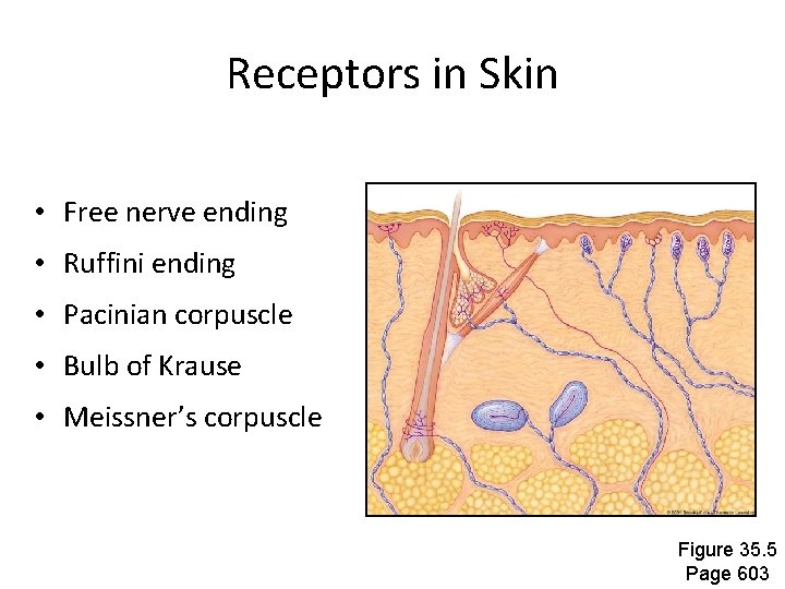 Receptors in Skin • Free nerve ending • Ruffini ending • Pacinian corpuscle •