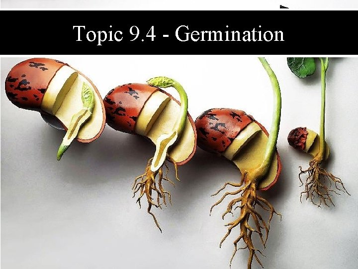 Topic 9. 4 - Germination 