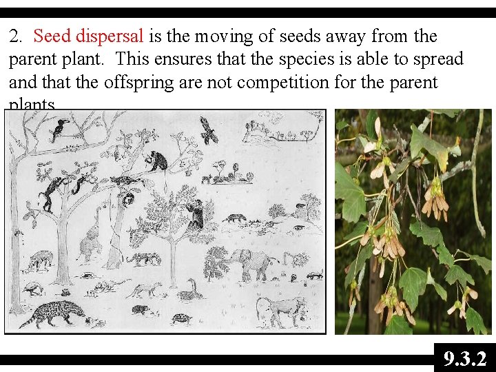 2. Seed dispersal is the moving of seeds away from the parent plant. This