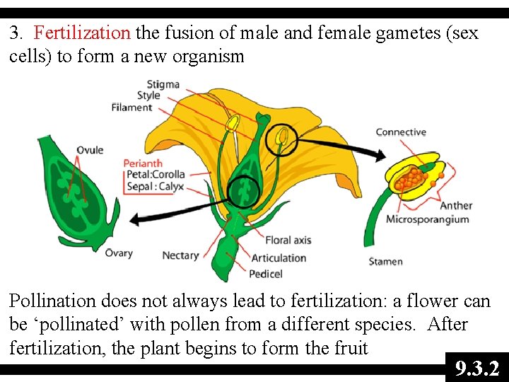 3. Fertilization the fusion of male and female gametes (sex cells) to form a