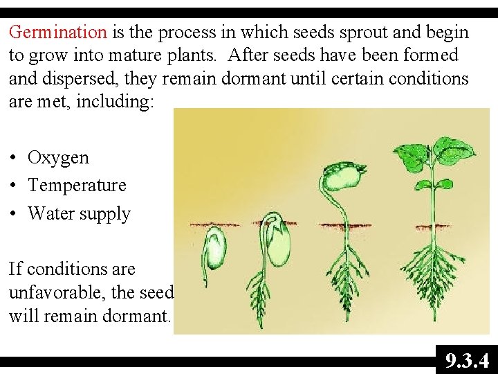 Germination is the process in which seeds sprout and begin to grow into mature