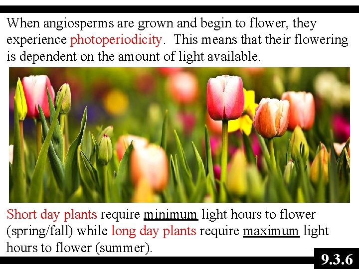 When angiosperms are grown and begin to flower, they experience photoperiodicity. This means that