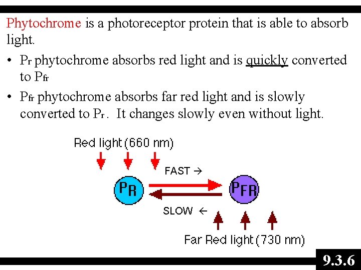 Phytochrome is a photoreceptor protein that is able to absorb light. • Pr phytochrome