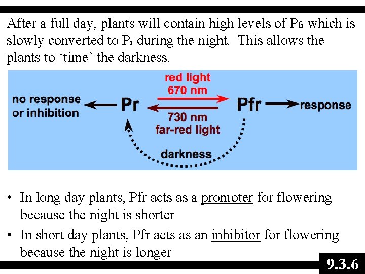 After a full day, plants will contain high levels of Pfr which is slowly