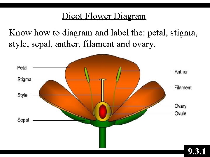 Dicot Flower Diagram Know how to diagram and label the: petal, stigma, style, sepal,