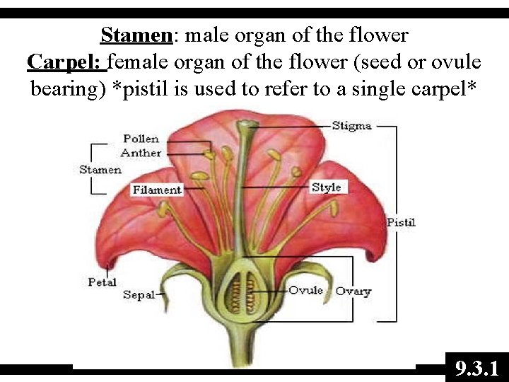 Stamen: male organ of the flower Carpel: female organ of the flower (seed or