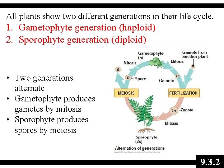 All plants show two different generations in their life cycle. 1. Gametophyte generation (haploid)