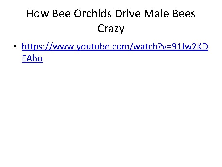 How Bee Orchids Drive Male Bees Crazy • https: //www. youtube. com/watch? v=91 Jw