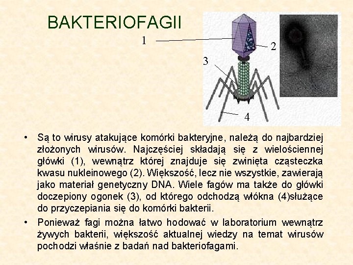 BAKTERIOFAGII 1 2 3 4 • Są to wirusy atakujące komórki bakteryjne, należą do