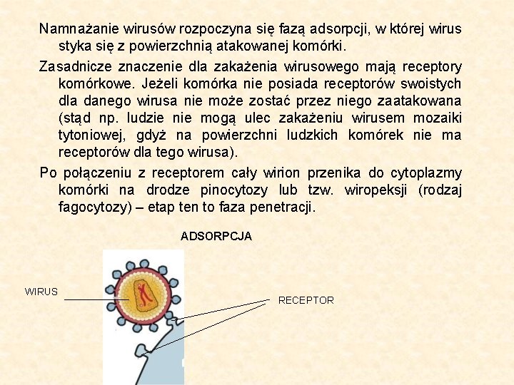 Namnażanie wirusów rozpoczyna się fazą adsorpcji, w której wirus styka się z powierzchnią atakowanej