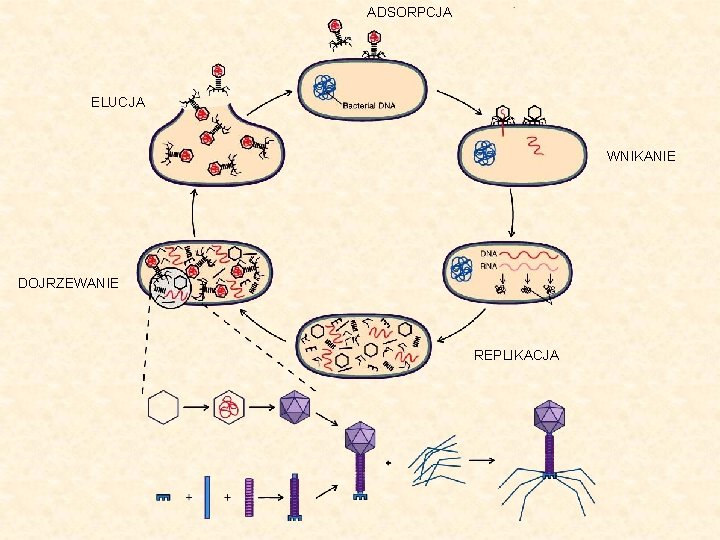 ADSORPCJA ELUCJA WNIKANIE DOJRZEWANIE REPLIKACJA 