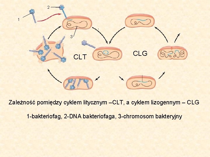 2 1 3 CLT CLG Zależność pomiędzy cyklem litycznym –CLT, a cyklem lizogennym –