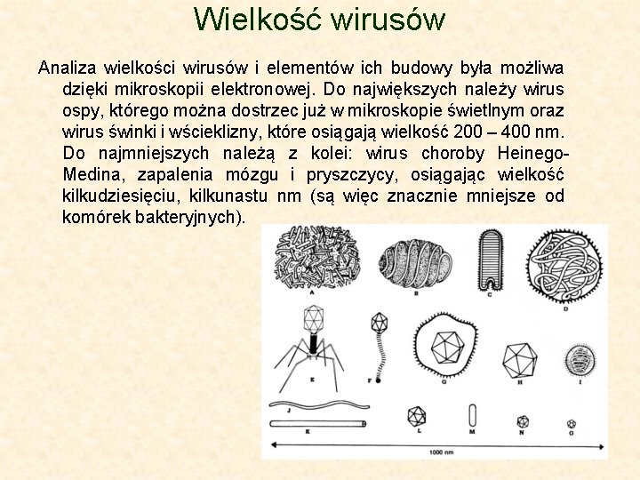 Wielkość wirusów Analiza wielkości wirusów i elementów ich budowy była możliwa dzięki mikroskopii elektronowej.