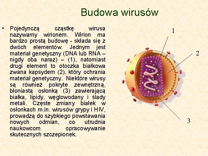 Budowa wirusów • Pojedynczą cząstkę wirusa nazywamy wirionem. Wirion ma bardzo prostą budowę -