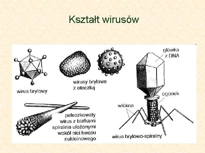 Kształt wirusów 