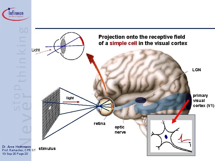 Projection onto the receptive field of a simple cell in the visual cortex LGN