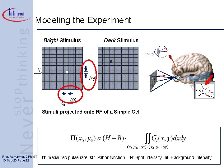 Modeling the Experiment Bright Stimulus Dark Stimulus y 0 Dy x 0 Dx Stimulus