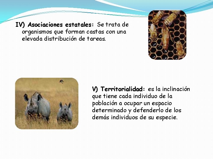 IV) Asociaciones estatales: Se trata de organismos que forman castas con una elevada distribución