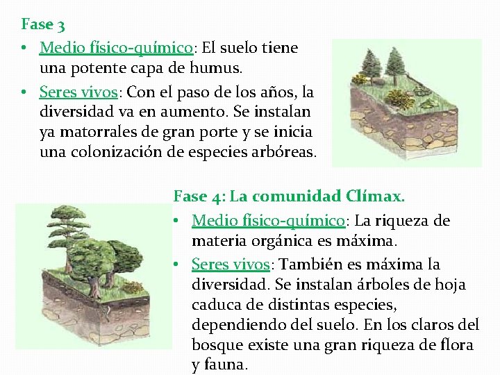 Fase 3 • Medio físico-químico: El suelo tiene una potente capa de humus. •