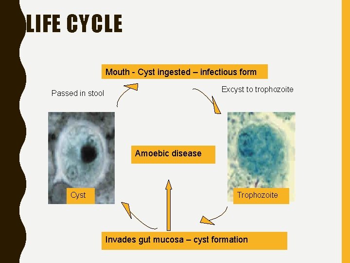 LIFE CYCLE Mouth - Cyst ingested – infectious form Excyst to trophozoite Passed in