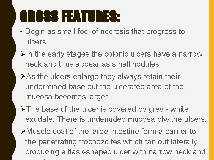 GROSS FEATURES: • Begin as small foci of necrosis that progress to ulcers. ØIn