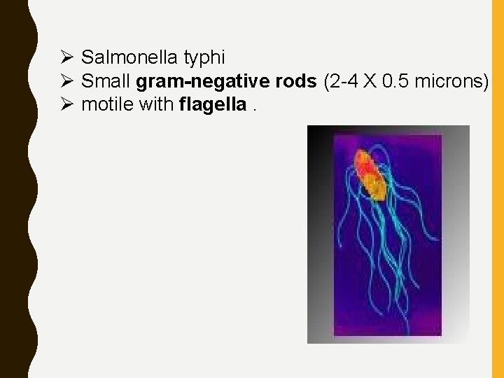 Ø Salmonella typhi Ø Small gram-negative rods (2 -4 X 0. 5 microns) Ø