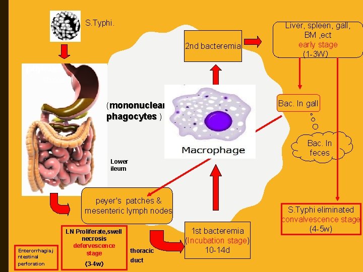 S. Typhi. 2 nd bacteremia Liver, spleen, gall, BM , ect early stage (1