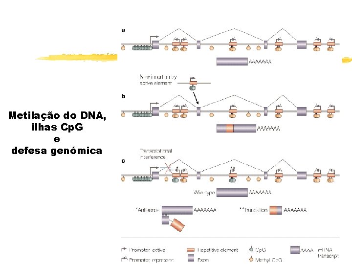 Metilação do DNA, ilhas Cp. G e defesa genómica 