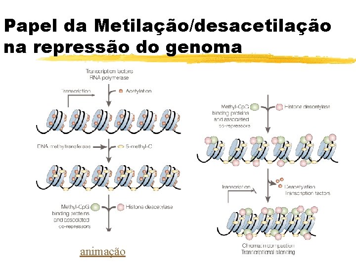 Papel da Metilação/desacetilação na repressão do genoma animação 