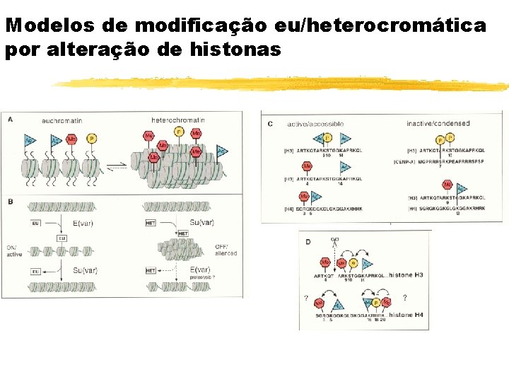 Modelos de modificação eu/heterocromática por alteração de histonas 