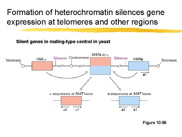 Formation of heterochromatin silences gene expression at telomeres and other regions Silent genes in