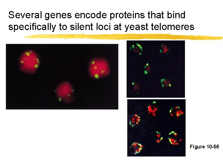 Several genes encode proteins that bind specifically to silent loci at yeast telomeres Figure