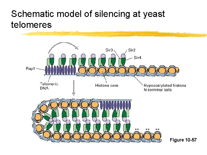 Schematic model of silencing at yeast telomeres Figure 10 -57 