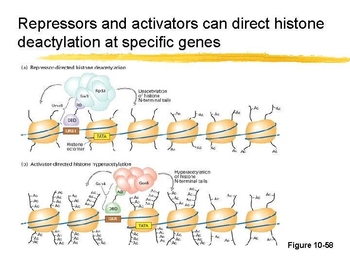 Repressors and activators can direct histone deactylation at specific genes Figure 10 -58 