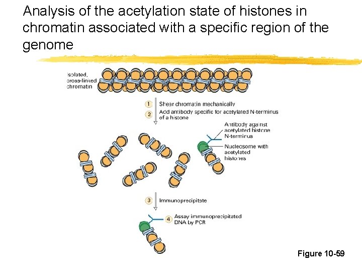 Analysis of the acetylation state of histones in chromatin associated with a specific region