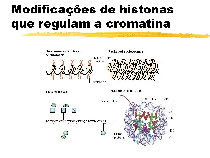 Modificações de histonas que regulam a cromatina 