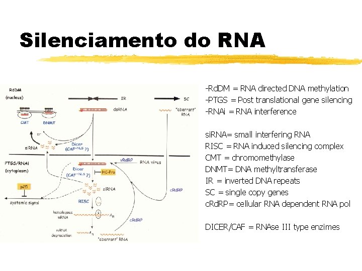 Silenciamento do RNA -Rd. DM = RNA directed DNA methylation -PTGS = Post translational