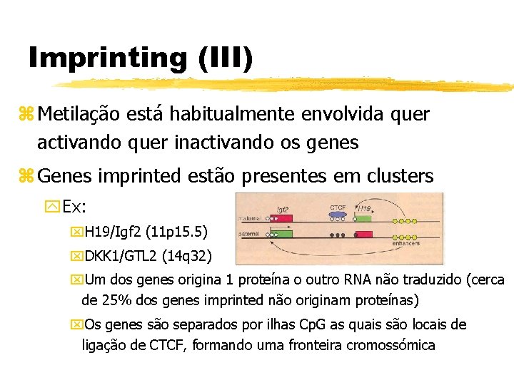 Imprinting (III) z Metilação está habitualmente envolvida quer activando quer inactivando os genes z