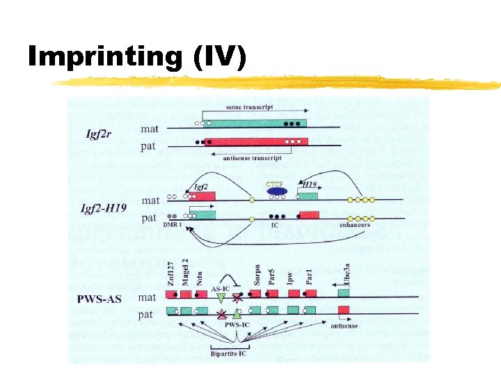 Imprinting (IV) 