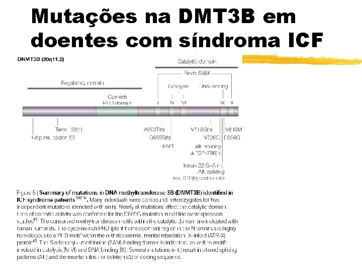 Mutações na DMT 3 B em doentes com síndroma ICF 