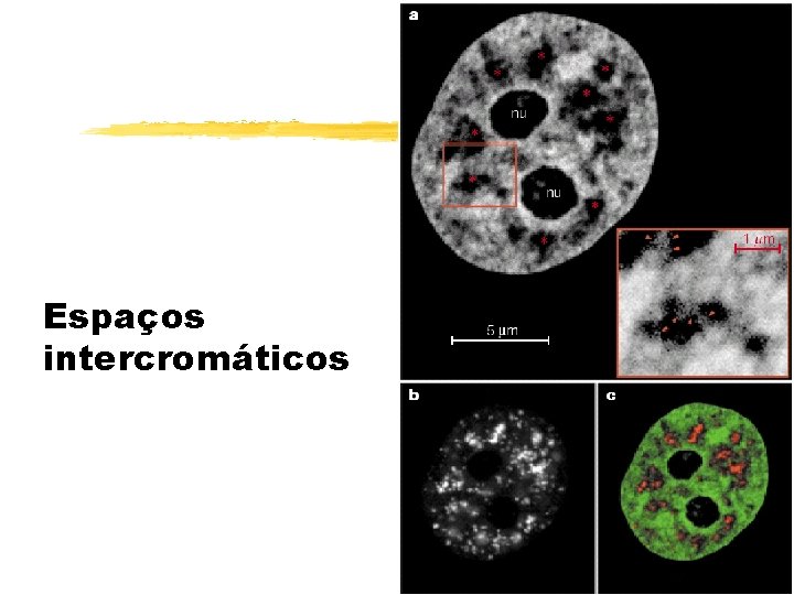 Espaços intercromáticos 