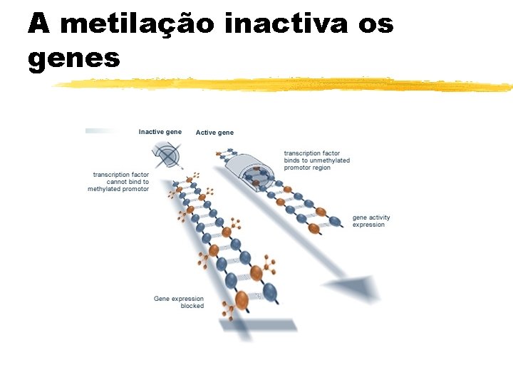 A metilação inactiva os genes 