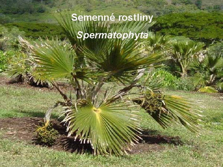 Semenné rostliny Spermatophyta 