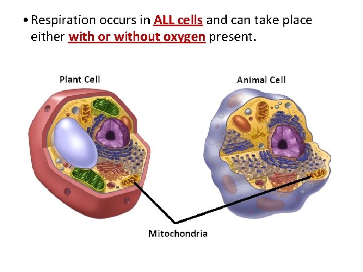  • Respiration occurs in ALL cells and can take place either with or