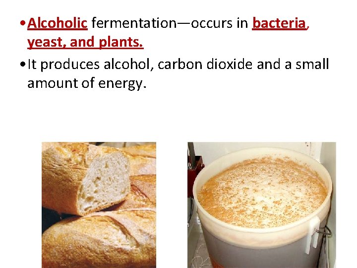  • Alcoholic fermentation—occurs in bacteria, yeast, and plants. • It produces alcohol, carbon