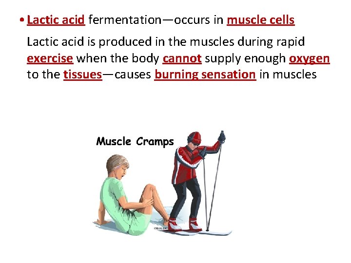  • Lactic acid fermentation—occurs in muscle cells Lactic acid is produced in the