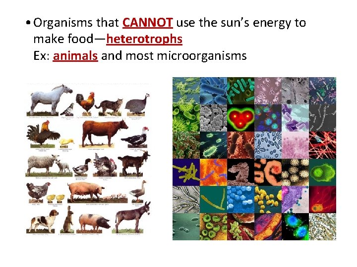  • Organisms that CANNOT use the sun’s energy to make food—heterotrophs Ex: animals