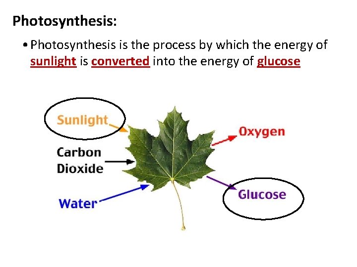 Photosynthesis: • Photosynthesis is the process by which the energy of sunlight is converted